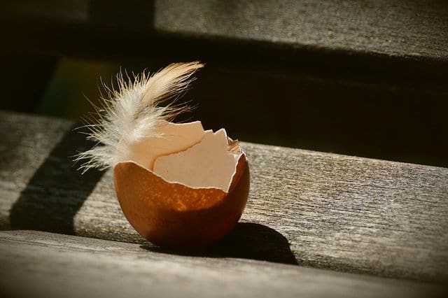 Which eggshells are best for dogs to eat free range pastured organic cleaned