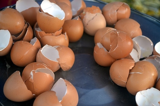 can dogs eat eggshells calcium supplementation canine diet