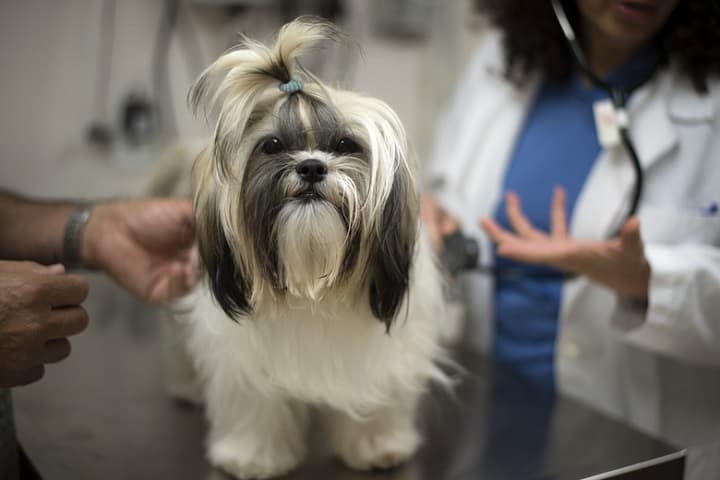 Does dog insurance cover health conditions cancer spay neuter flea tick
