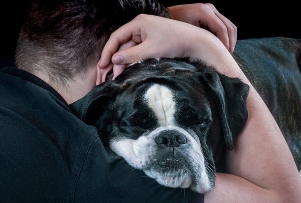Embrace Pet Insurance Review history trustworthiness benefits coverage