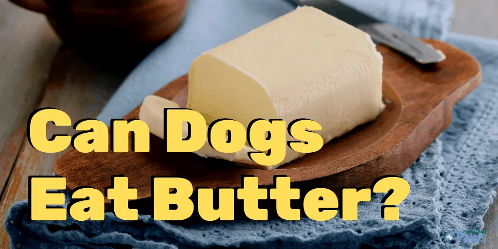 can a dog eat butter