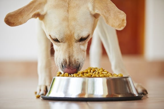 Potential health problems why buy low salt kibble for pet dog