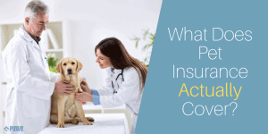 What Does Pet Insurance Actually Cover?
