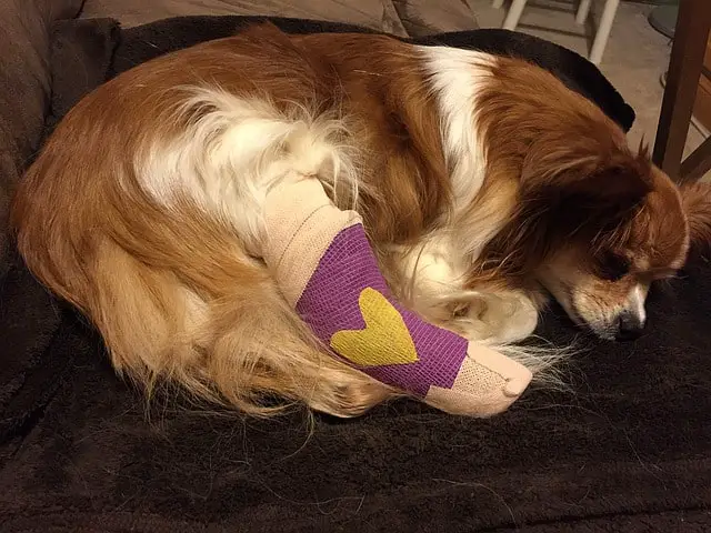 What does dog pet health insurance actually cover accident illness diseases
