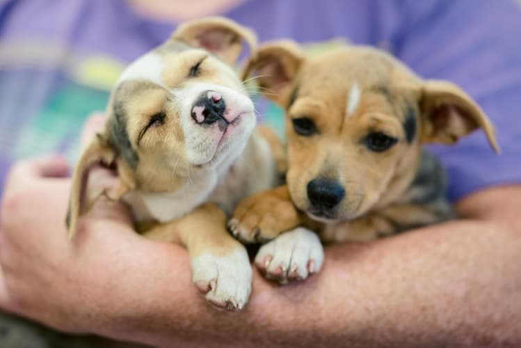 47 Top Pictures Pet Insurance Florida Pre Existing Conditions - Unique Statistics of Pet Parents Interested in Pet ... 47 Top Pictures Pet Insurance Florida Pre Existing Conditions - Unique Statistics of Pet Parents Interested in Pet ...