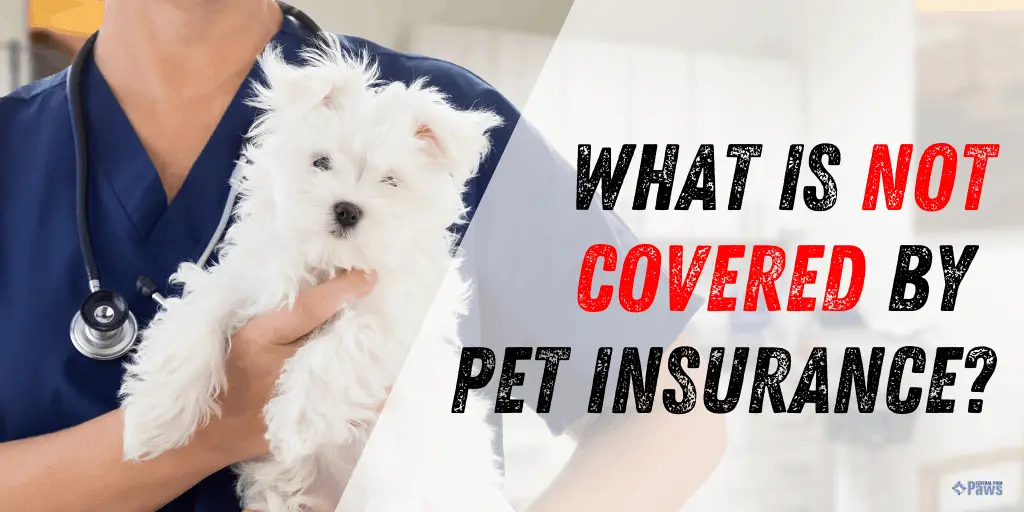 What is Not Covered by Pet Insurance