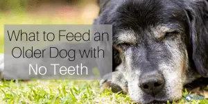 What to Feed a Dog with No Teeth