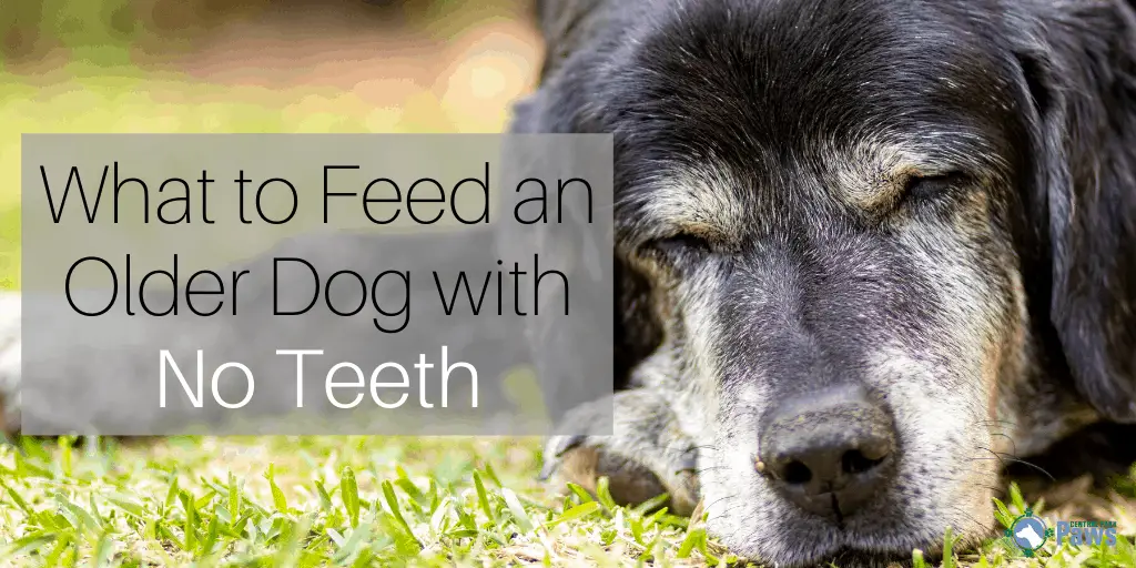 What To Feed A Dog With No Teeth + 2022's 3 Best Soft Dog Foods