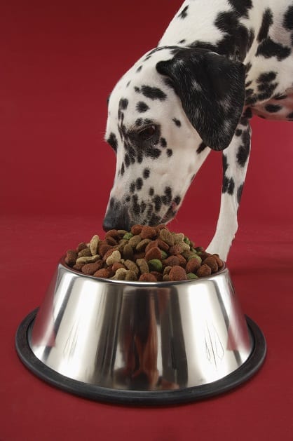 What to look for when deciding between 4health and blue buffalo dog foods