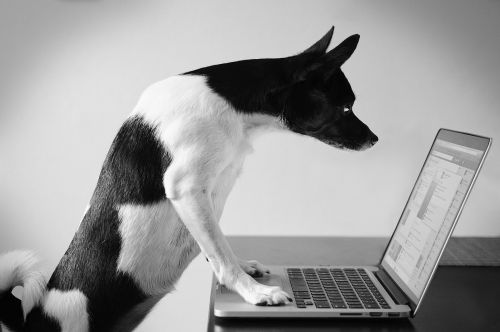 How to calculate if pet insurance is right for your dog