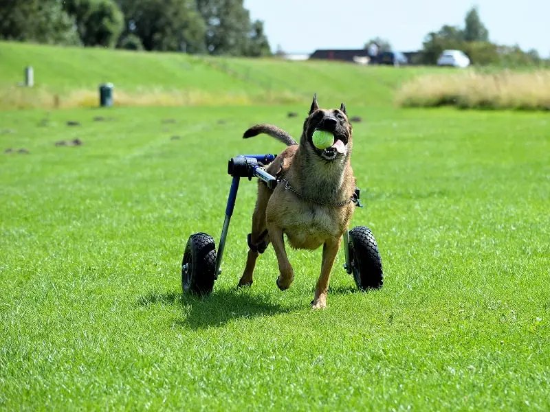 Pet insurance and pre-existing condition coverage is it possible to cover disabled dogs