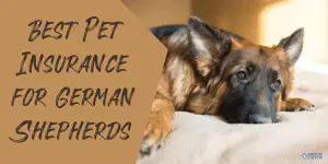 Best Pet Insurance for German Shepherds