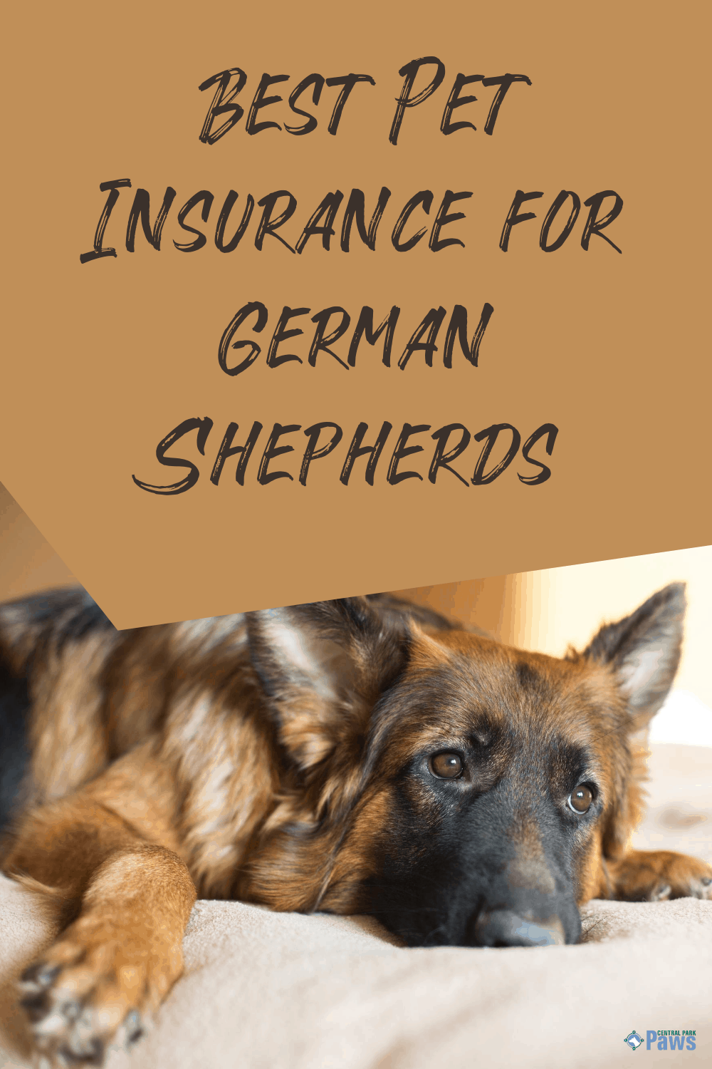 Best Pet Insurance for German Shepherds Pinterest