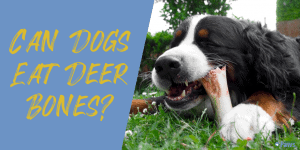 Can Dogs Eat Deer Bones?