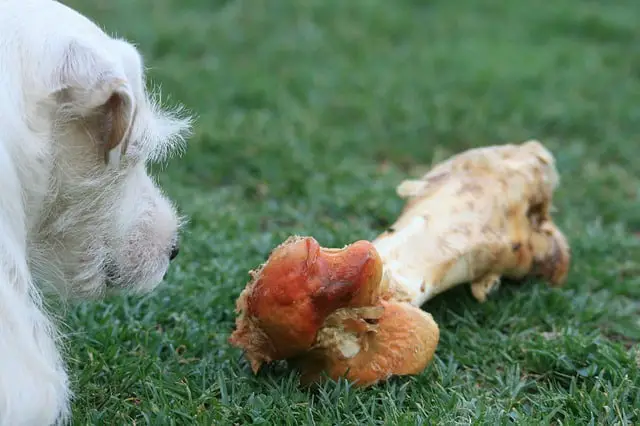 Can dogs have raw deer bones?