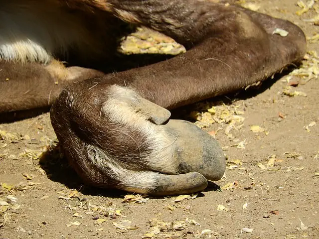 Can dogs have raw deer bones?