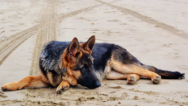 How to choose dog insurance for german shepherd breed hip dysplasia