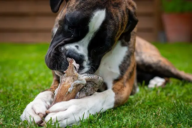 How to safely give deer bone to dog no boiling