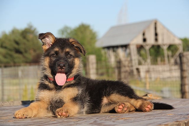 Keep your German Shepherd puppy safe with pet insurance