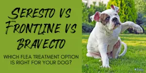 Seresto vs Frontline vs Bravecto - What's the Best Flea Treatment Option