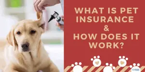 What is Pet Insurance & How Does Pet Insurance Work