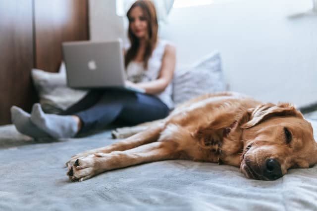 What is pet insurance Eusoh Trupanion Embrace PetPlan for dogs