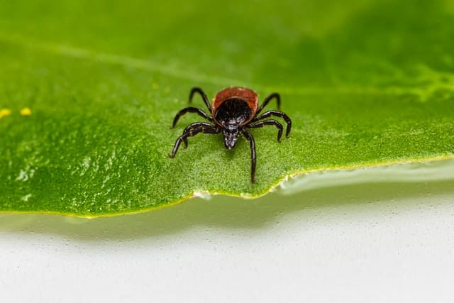 Bravecto kills ticks prevents fleas easy to use chewable medication