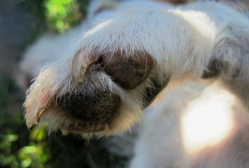 Dog nail discoloration guide why puppy claws turning white leukonychia