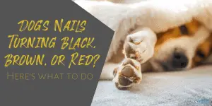 Dog's Nails Turning Black, Brown, or Red - Dog Nail Discoloration Guide