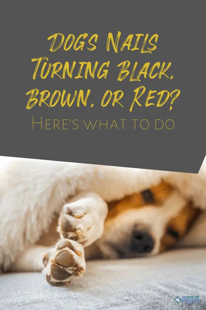 Dog's Nails Turning Black, Brown, or Red - Pinterest