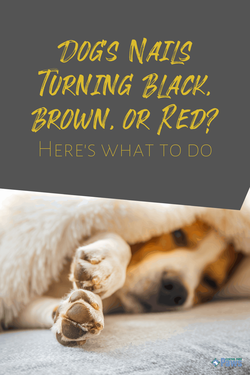 Dog Nail Discoloration Guide Are Your Pup's Nails Changing Color?