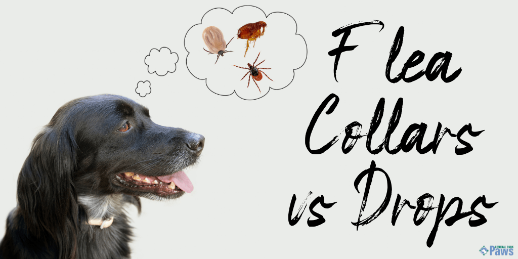 Flea Collars vs Topical Drops_ Which is the Best Flea Treatment