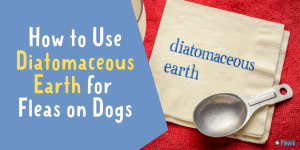 How to Use Diatomaceous Earth for Fleas on Dogs