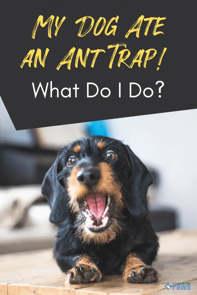 can dogs die from eating ant poison