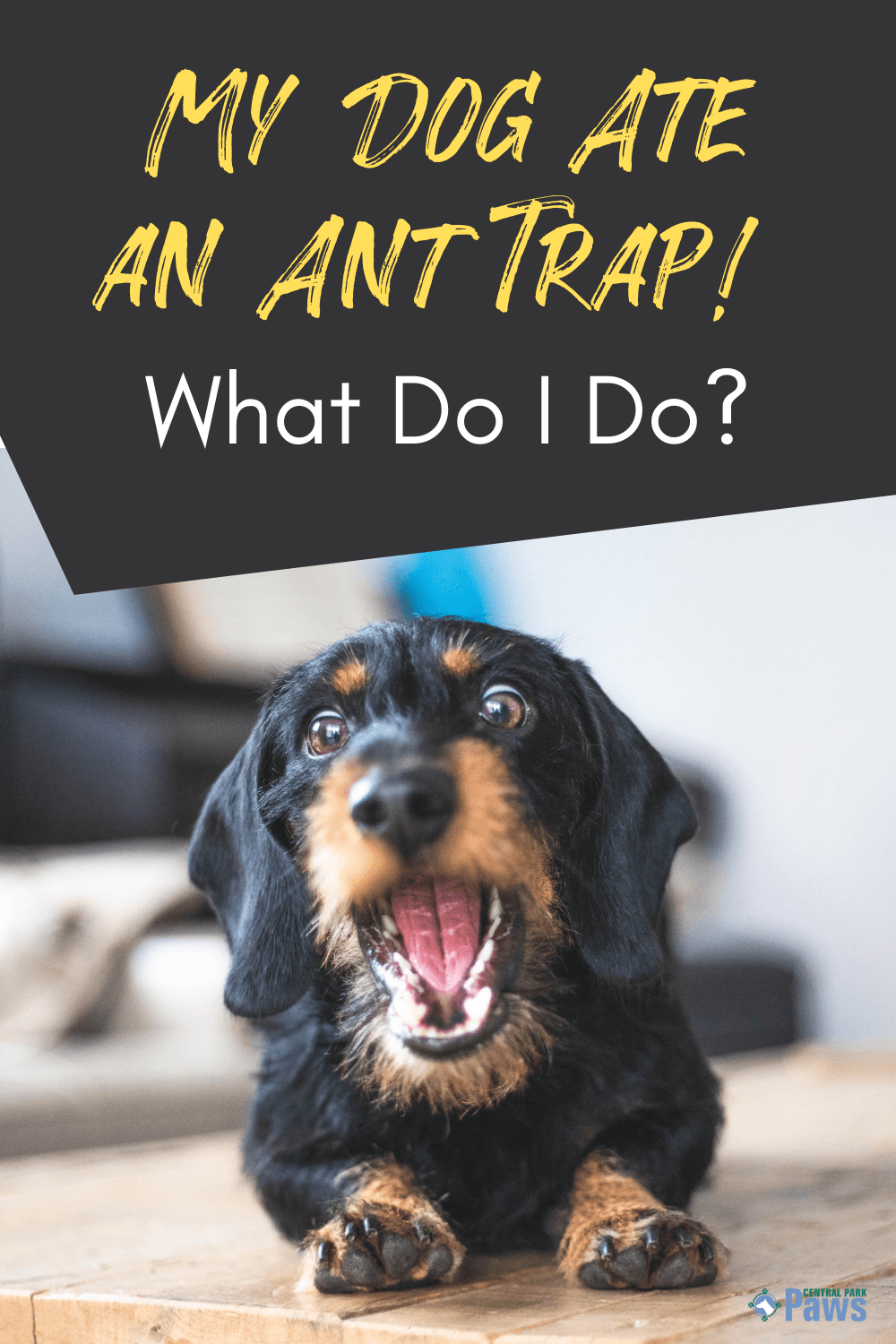 My Dog Ate An Ant Trap, What Do I Do? Symptoms, Tips, & Alternatives