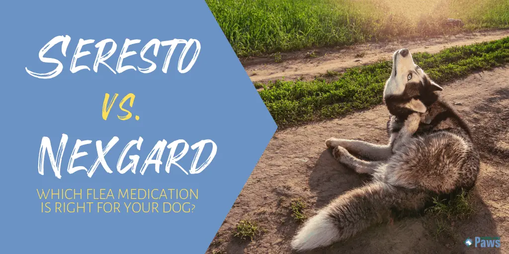 Seresto Collar vs Nexgard Chewables Flea Medication for Dogs