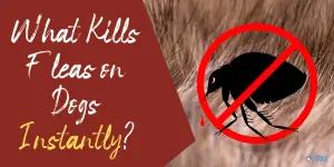 What Kills Fleas on Dogs Instantly