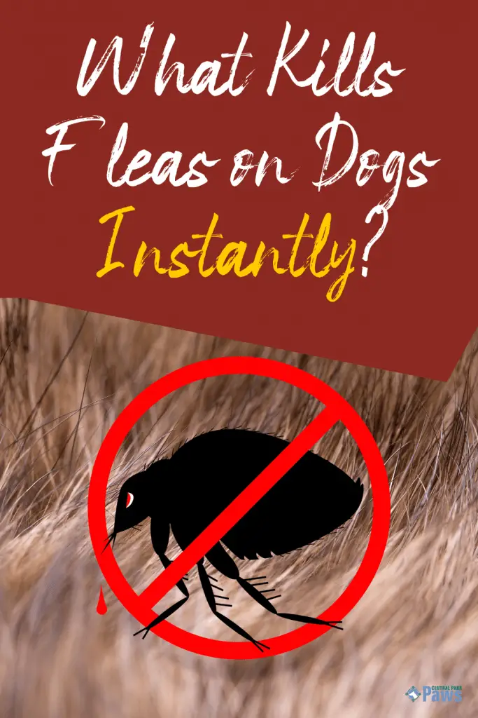 What Kills Fleas on Dogs Instantly - Pinterest