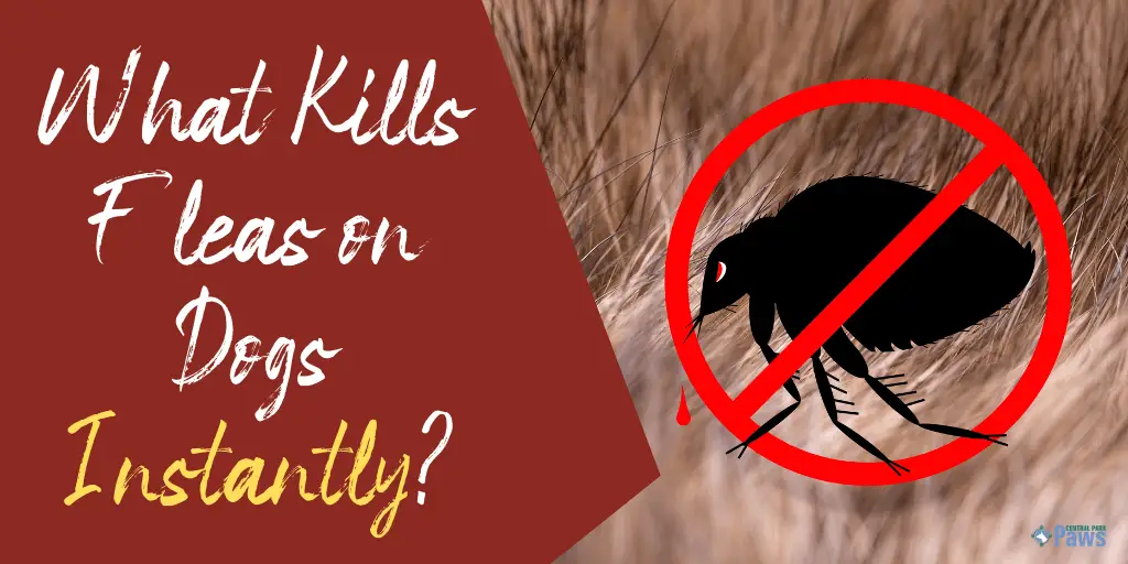 What Kills Fleas On Dogs Instantly 4 Natural Otc Remedies