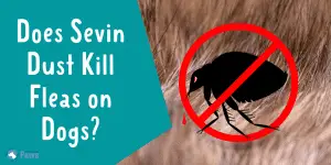 Does Sevin Dust Kill Fleas on Dogs