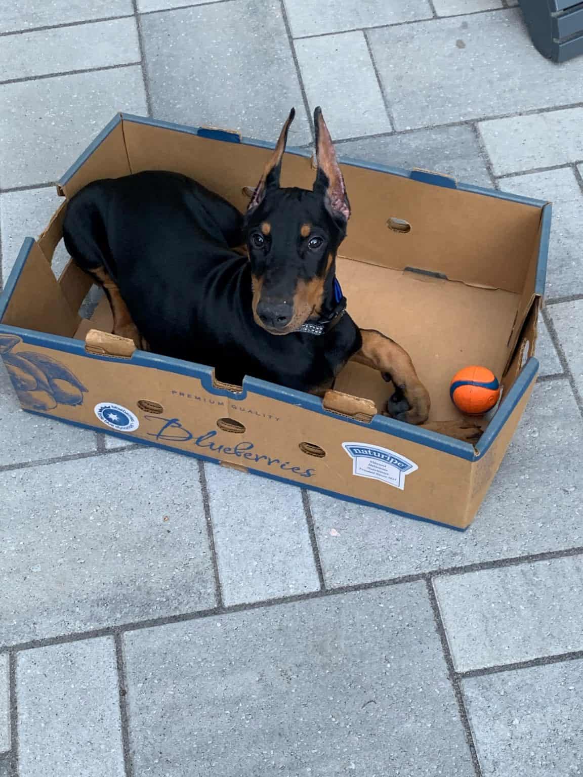 Can Dogs Catch Colds? How To Tell And Treat Dog Colds