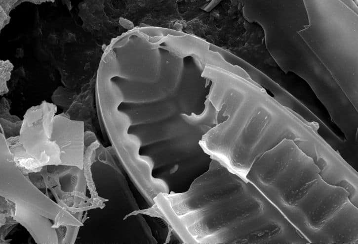 What is diatomaceous earth how does DE kill fleas tiny fossilized diatoms