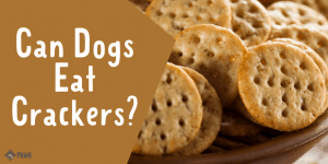 Can Dogs Eat Crackers - Are They Safe to Have