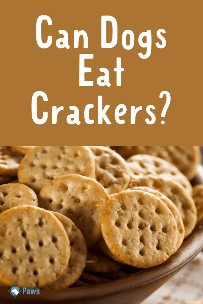 Can Dogs Eat Crackers - Are They Safe to Have - Pinterest