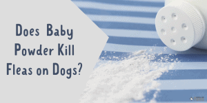 Does Baby Powder Kill Fleas on Dogs - Is it Safe