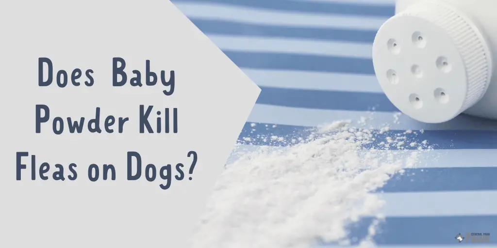 Baby powder on hot sale dogs for fleas