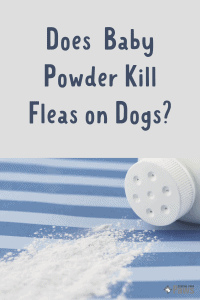 fleas flea kill petmd parasites fda