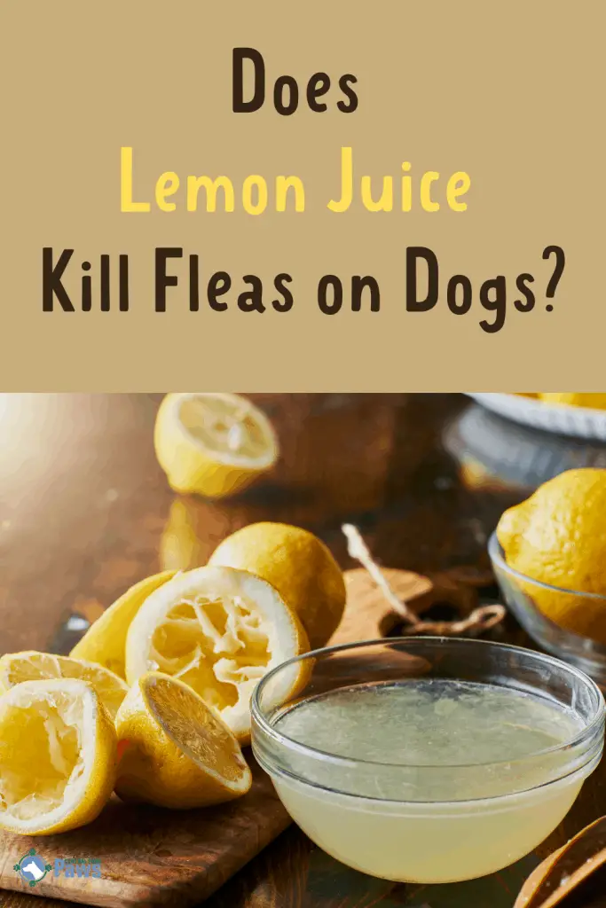 Does Lemon Juice Kill Fleas on Dogs - Pinterest