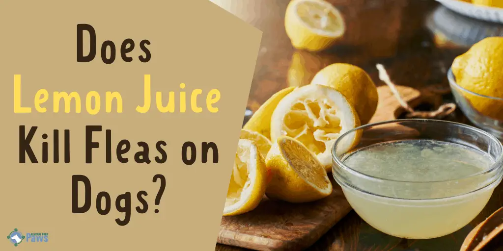 Does Lemon Juice Kill Fleas on Dogs