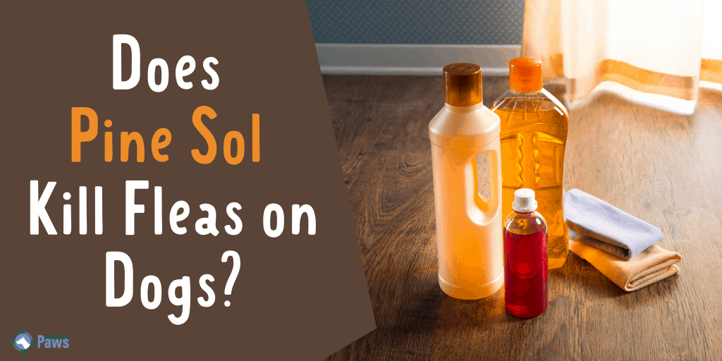 Does Pine Sol Kill Fleas on Dogs - Is It Safe